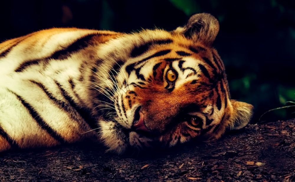 københavn zoo dyr